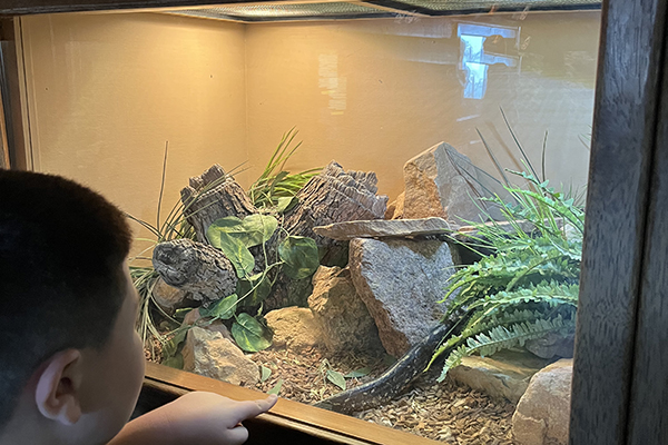 A boy watches a snake in its enclosure